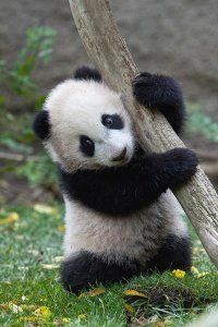 San Diego Zoo - Giant Panda cub, native to China