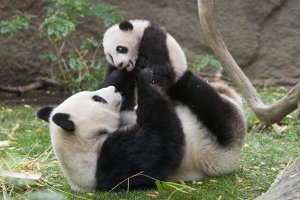 San Diego Zoo - Giant Panda mother and cub playing, native to China