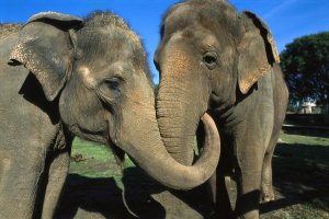 San Diego Zoo - Asian Elephant pair with entwined trunks, native to India, Asia, Thailand and Laos