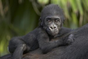 San Diego Zoo - Western Lowland Gorilla baby clinging to mother's back, critically endangered, native to Africa