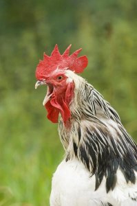 David Tipling - Domestic Chicken, Light Sussex cockerel, crowing, close-up of head and neck, Sussex, England, august