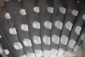 Duncan Usher - Great Spotted Woodpecker wing feather detail, Germany