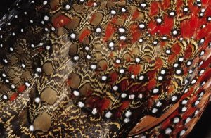Jan Van Arkel - Ring-necked Pheasant detail of back feathers from a male, Europe