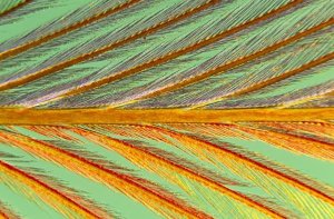 Jan Van Arkel - Close up of feather showing barbules branching off from barb and tiny barbicels