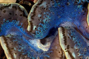 Dray van Beeck - Fluted Giant Clam Mantle, Red Sea, Egypt