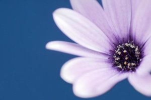 Marcel van Kammen - Cape Marguerite Daisy