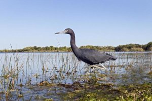 Marcel van Kammen - Little Blue Heron wading, Everglades National Park, Florida