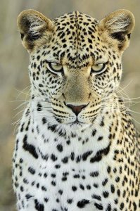 Martin Van Lokven - Leopard female, Serengeti National Park, Tanzania