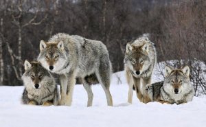 Jan Vermeer - Gray Wolf group, Norway