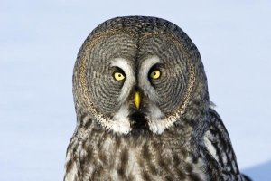 Jan Vermeer - Great Grey Owl flying, Finland