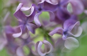 Jan Vermeer - Lilac flower, close up of purple petals