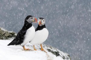 Jan Vermeer - Two Atlantic Puffins, in snowfall, Hornoya, Varanger, Norway