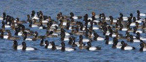 Tom Vezo - Lesser Scaup flock on lake, North America