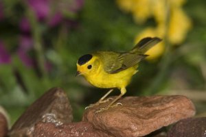 Tom Vezo - Wilson's Warbler male, Rio Grande Valley, Texas