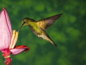 Tom Vezo - Buff-tailed Coronet hummingbird feeding on flower, Andes, Ecuador