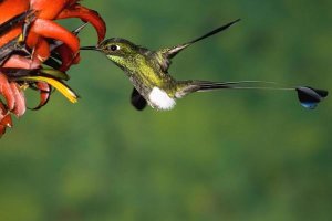 Tom Vezo - Booted Racket-tail hummingbird male feeding at flower, western slope of Andes, Ecuador