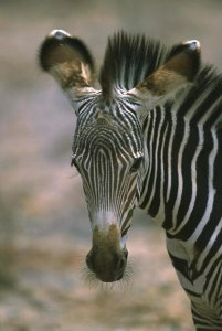 Martin Withers - Grevy's Zebra foal, Kenya