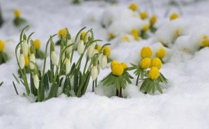 Konrad Wothe - Snowdrops blooming in snow, Germany