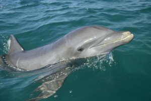 Konrad Wothe - Bottlenose Dolphin portrait, Honduras