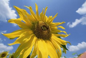 Konrad Wothe - Common Sunflower with blue sky and clouds