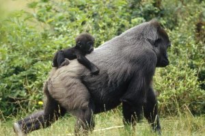 Konrad Wothe - Western Lowland Gorilla with baby on its back, central Africa