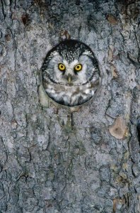 Konrad Wothe - Tengmalm's Owl or Boreal Owl peaking through hole in tree, Sweden