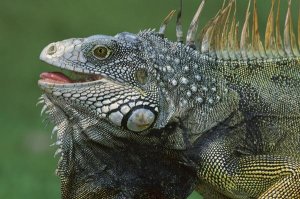 Christian Ziegler - Green Iguana male displaying by extending dewlap and calling, Barro Colorado Island, Panama