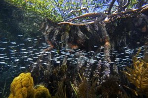 Christian Ziegler - Red Mangrove aerial roots providing shelter for school of small fish, Carrie Bow Cay, Belize