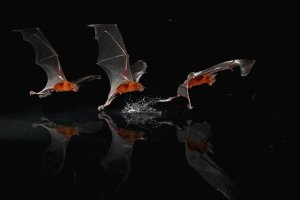 Christian Ziegler - Greater Bulldog Bat fishing, Smithsonian Tropical Research Station, Barro Colorado Island, Panama