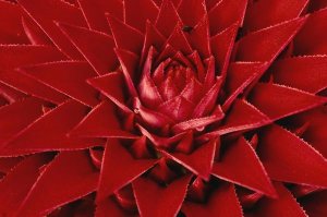 Christian Ziegler - Pingwing Bromeliad enormous flower belonging to the pineapple family, Barro Colorado Island, Panama