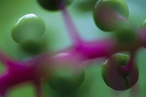 Christian Ziegler - Fruit of an understory plant has an unusual coloration of green and purple, Barro Colorado Island, Panama