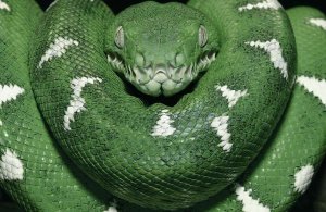 Pete Oxford - Special Color for Z-Gallerie: Emerald Tree Boa showing thermoreceptors between the labial scales, Amazon, Ecuador