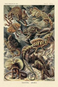 Ernst Haeckel - Haeckel Nature Illustrations: Lizards