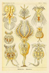 Ernst Haeckel - Haeckel Nature Illustrations: Rotatoria, rotifera worms