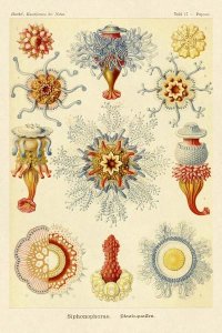 Ernst Haeckel - Haeckel Nature Illustrations: Siphoneae Hydrozoa