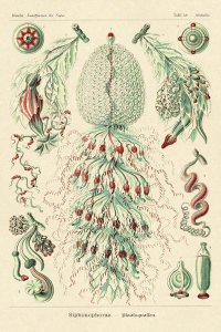 Ernst Haeckel - Haeckel Nature Illustrations: Siphoneae Hydrozoa