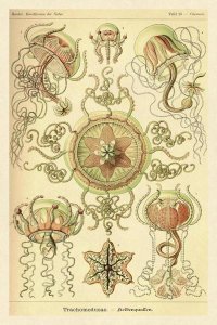 Ernst Haeckel - Haeckel Nature Illustrations: Trachomedusae - Jellyfish