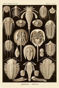 Ernst Haeckel - Haeckel Nature Illustrations: Athropods - Sepia Tint