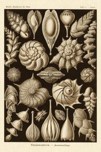 Ernst Haeckel - Haeckel Nature Illustrations: Thalamophora, Forminifera - Sepia Tint