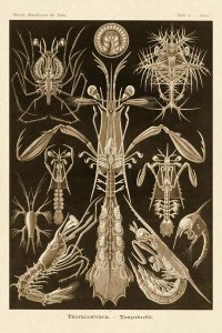 Ernst Haeckel - Haeckel Nature Illustrations: Thoracostraca, Crustaceans - Sepia Tint