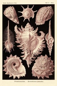 Ernst Haeckel - Haeckel Nature Illustrations: Gastropods - Rose Tint