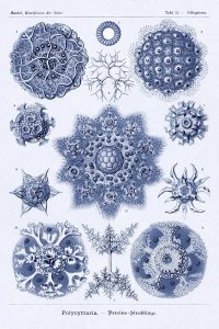 Ernst Haeckel - Haeckel Nature Illustrations: Siphoneae Hydrozoa - Dark Blue Tint