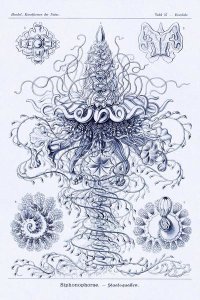 Ernst Haeckel - Haeckel Nature Illustrations: Tubularida - Tubularians - Dark Blue Tint