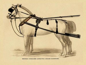 Unknown - Saddles and Tack: Double English Long-Tug Coach,Sport,Competition,Sports,Play,win,score Harness