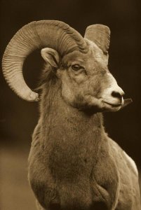 Tim Fitzharris - Bighorn Sheep male portrait, Banff National Park, Alberta, Canada - Sepia