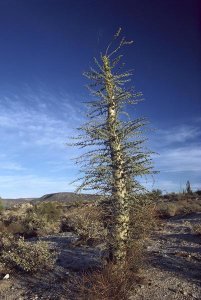 Larry Minden - Boojum Tree with leaves, Baja California, Mexico