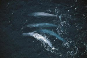 Flip Nicklin - Blue Whale pod surfacing, endangered, Santa Barbara Channel, California
