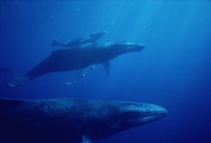 Flip Nicklin - Humpback Whale mother and calf with male escort in foreground, Hawaii