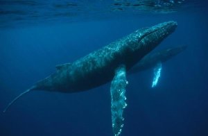 Flip Nicklin - Humpback Whale mother and young, Hawaii