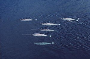 Flip Nicklin - Narwhal pod aerial, Lancaster Sound, Canada